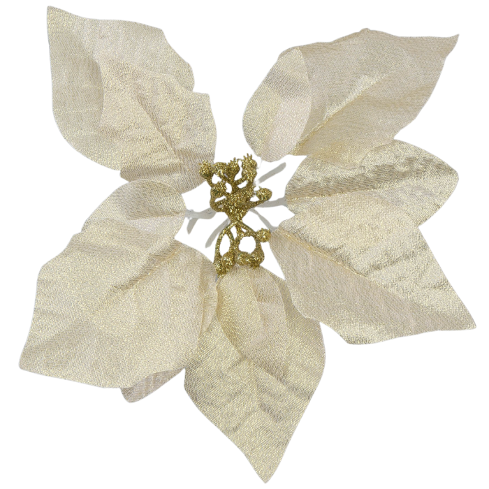 [680655] Poinsecja główka złota