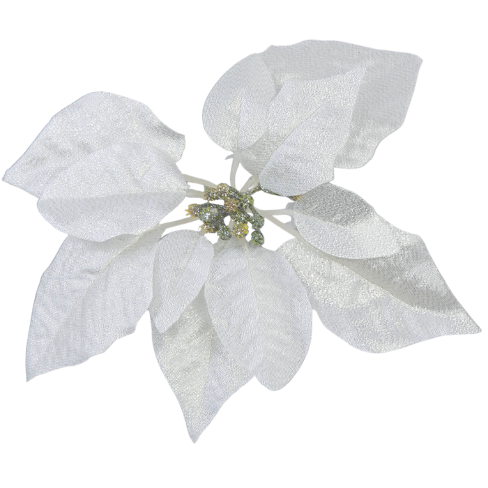 [680656] Poinsecja główka srebrna