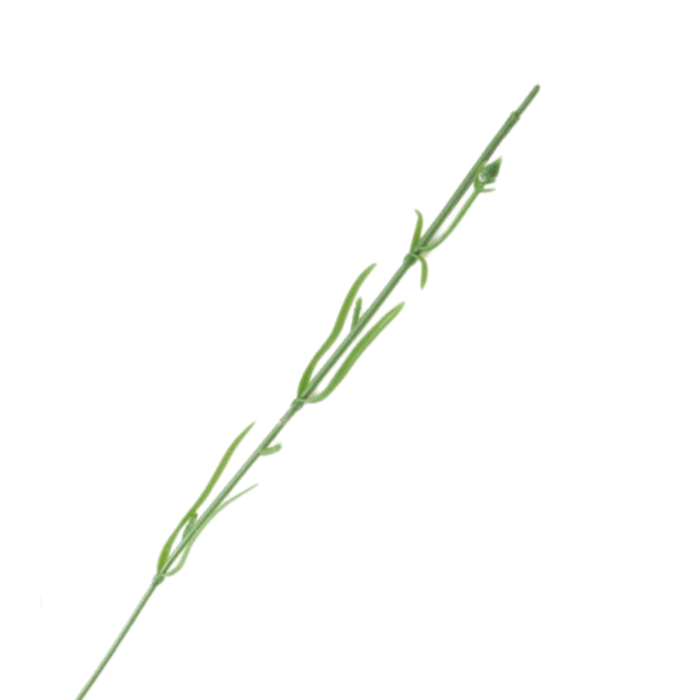 [680726] Łodyga goździka 48cm 2szt