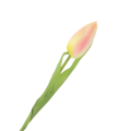 [w04040] Tulipan na gałązce 50cm kremowo-różowy