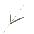 [680727] Łodyga kwiatowa do żonkila 50cm 2szt