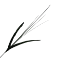 [680727] Łodyga kwiatowa do żonkila 50cm 2szt