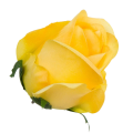 [w0435] Róża główka 9cm żółta