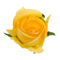 [w0435] Róża główka 9cm żółta