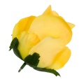 [w0435] Róża główka 9cm żółta