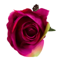 [w04064] Róża główka 9cm fioletowo-różowa cieniowana