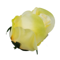 [w04055] Róża główka 9cm kremowo-żółta