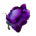 [w04065] Róża główka 9cm fioletowa cieniowana