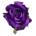 [w04065] Róża główka 9cm fioletowa cieniowana