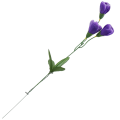[680740 ] Gałązka kwiatowa krokus fioletowy