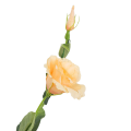 [680743] Gałązka kwiatowa eustoma łososiowa