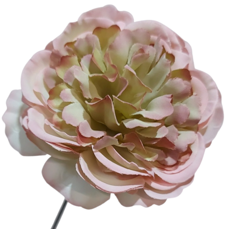 [w04104] Róża kameliowa główka 8cm różowo-zielona