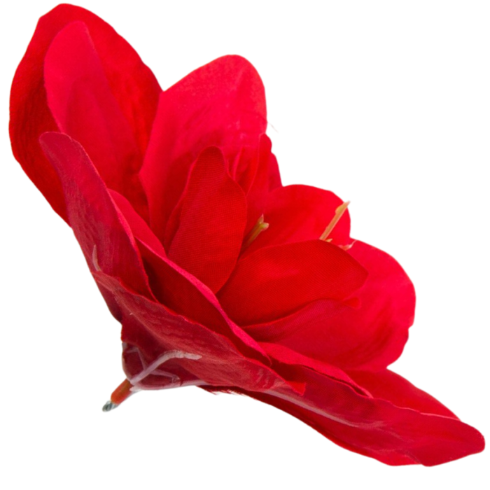 [w04147] Główka kwiatowa clivia 15-16cm czerwona