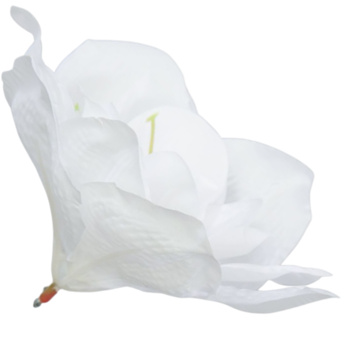 [w04142] Główka kwiatowa clivia 15-16cm biała