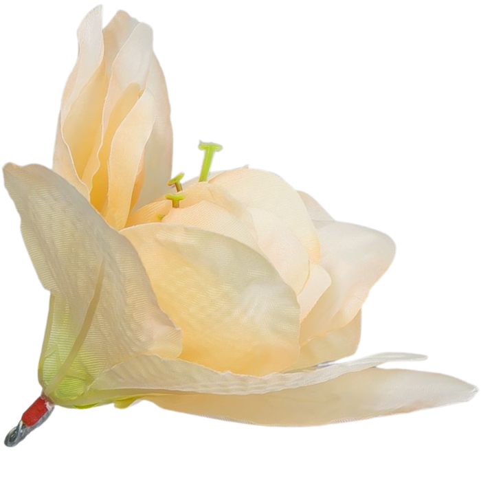 [w04144] Główka kwiatowa clivia 15-16cm łososiowa z żółtym