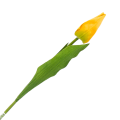 [w04151] Tulipan na gałązce 50cm blado-pomarańczowy