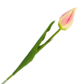 [w04040] Tulipan na gałązce 50cm kremowo-różowy