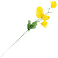[680766] Gałązka kwiatowa kamelia żółta