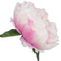 [w03014] Główka kwiatowa peonia duża 12cm kremowo-różowa