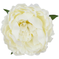 [w03013] Główka kwiatowa peonia duża 12cm ecru