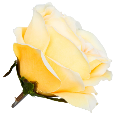 [w04159] Róża główka 9cm żółto-kremowa