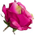 [w04163] Róża główka 9cm amarantowa z kremowym środkiem