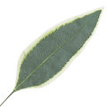 [680803] Liść draceny szarozielony z jasnym brzegiem 66cm