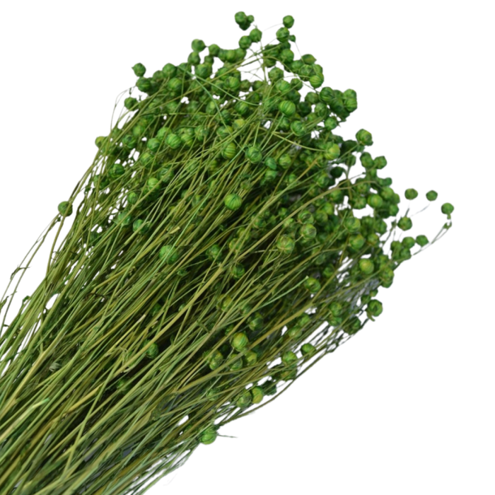 [59077] Suszony len ozdobny zielony wiązka około 70szt