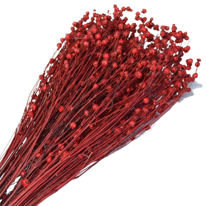 [59075] Suszony len ozdobny bordowy wiązka około 70szt