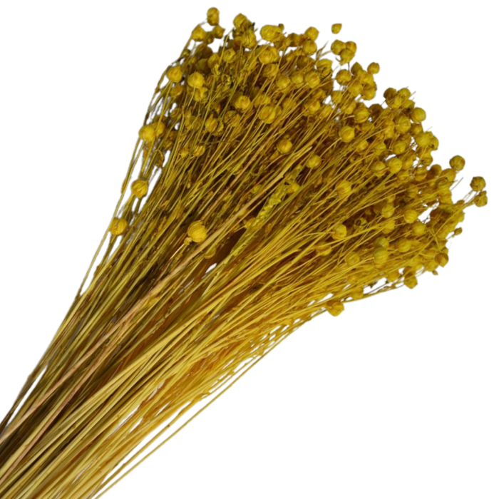 [59073] Suszony len ozdobny żółty wiązka około 70szt