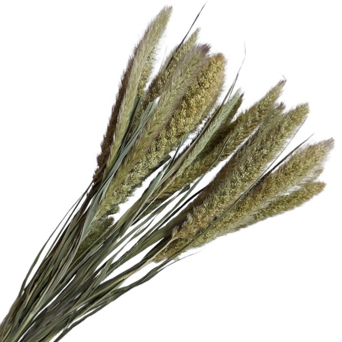 [59071] Suszona trawa ozdobna naturalna wiązka około 20szt