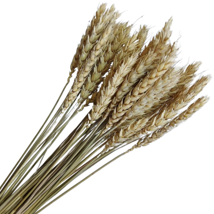 [59069] Suszone zboże pszenica naturalna wiązka około 35szt