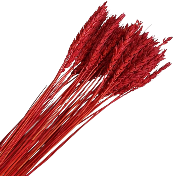 [59070] Suszone zboże pszenica czerwona wiązka około 35szt