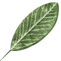 [680826] Liść dekoracyjny nr 21 ciemnozielony 49cm