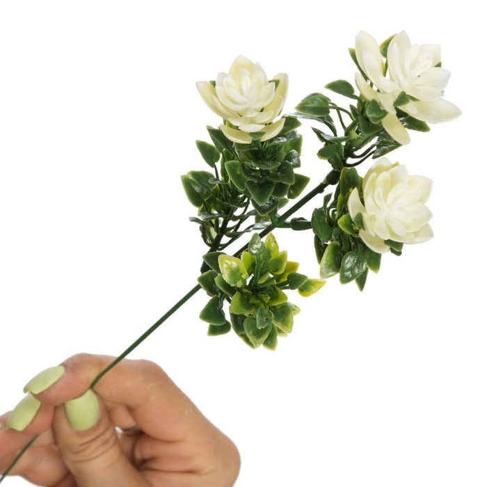 [w04190] Gałązka bukszpanu kwitnąca 30cm