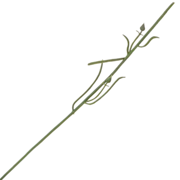 [680843] Mała łodyga goździka 35cm