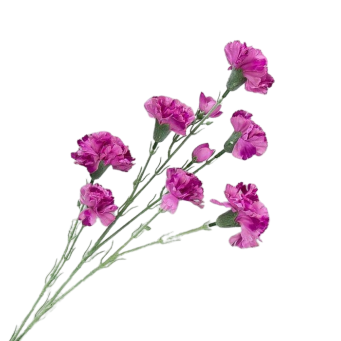 [w0564] Gałązka kwiatowa goździk satynowy 72cm jasny purpurowy