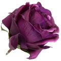 [w04215] Róża główka 9cm ciemnofioletowa