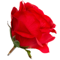 [w04216] Róża główka 9cm czerwona