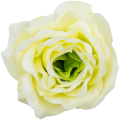 [w04192] Róża główka 9cm kremowo-żółta z zielonym środkiem