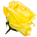 [w04197] Róża główka 9cm żółta cieniowana