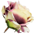 [w04209] Róża główka 9cm śliwkowo-żółta