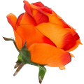 [w04203] Róża główka 9cm ciemno-pomarańczowa cieniowana