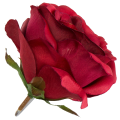 [w04217] Róża główka 9cm bordowa
