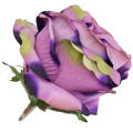 [w04211] Róża główka 9cm wrzosowa cieniowana na fioletowo i zielono