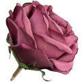 [w04219] Róża główka 9cm brudno-różowa ciemna