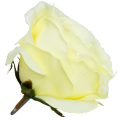 [w04191] Róża główka 9cm bladożółta