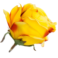 [w04198] Róża główka 9cm żółta podpalana