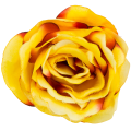 [w04198] Róża główka 9cm żółta podpalana