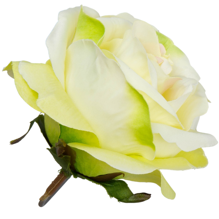 [w04194] Róża główka 9cm kremowo-żółta cieniowana na różowo i zielono